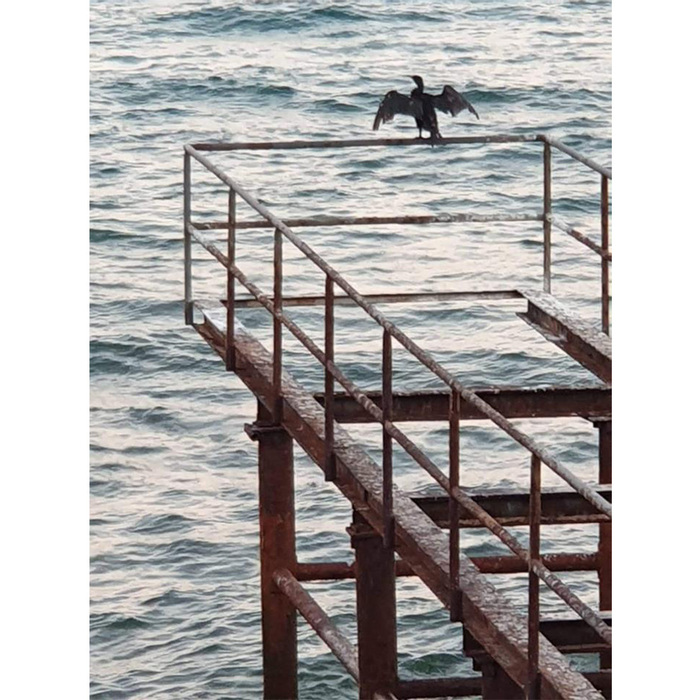 vv_700x700_crop_478b24840a